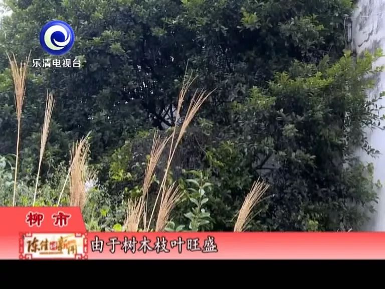 一群鸟一直鸣叫,小鸟半夜成群鸣叫怎么回事