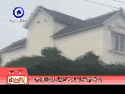 一群鸟一直鸣叫,小鸟半夜成群鸣叫怎么回事