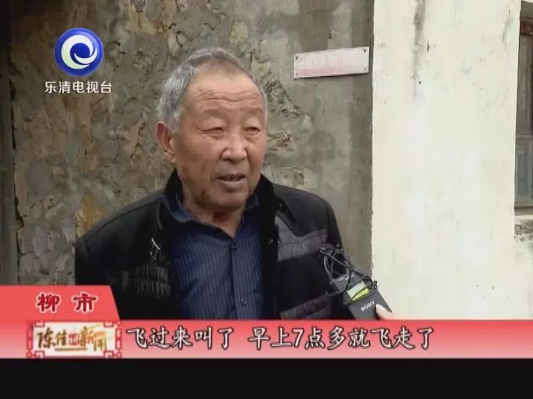 一群鸟一直鸣叫,小鸟半夜成群鸣叫怎么回事