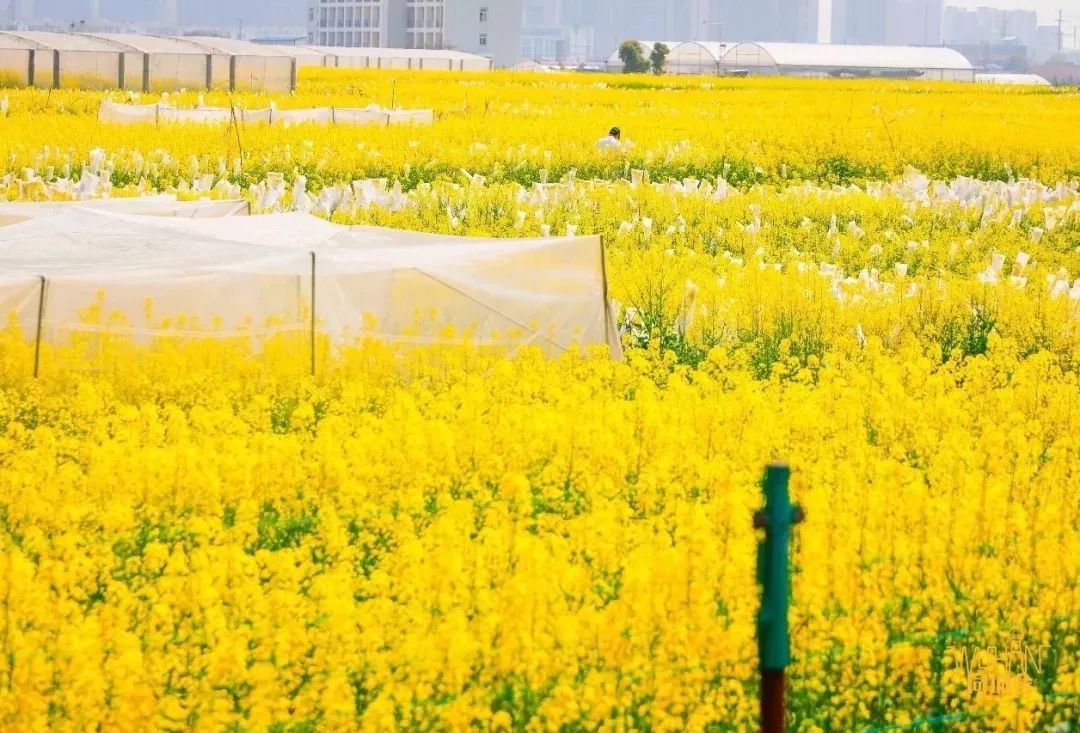 华中农业大学校园到底有多美,华中农业大学园艺林学院