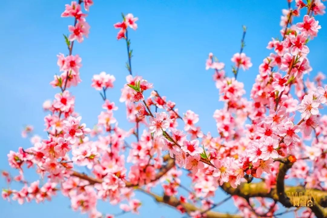 华中农业大学校园到底有多美,华中农业大学园艺林学院