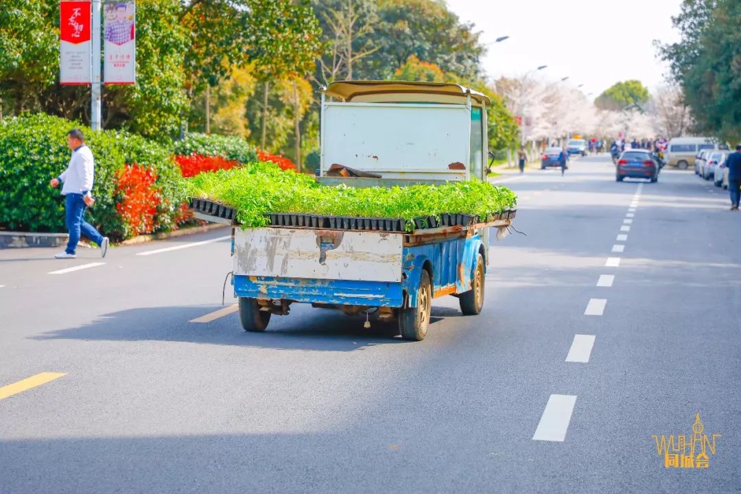 华中农业大学校园到底有多美,华中农业大学园艺林学院