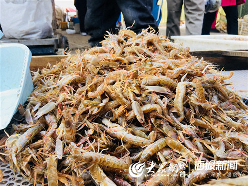 嘎巴虾特产上市,大连嘎巴虾现在多少钱一斤