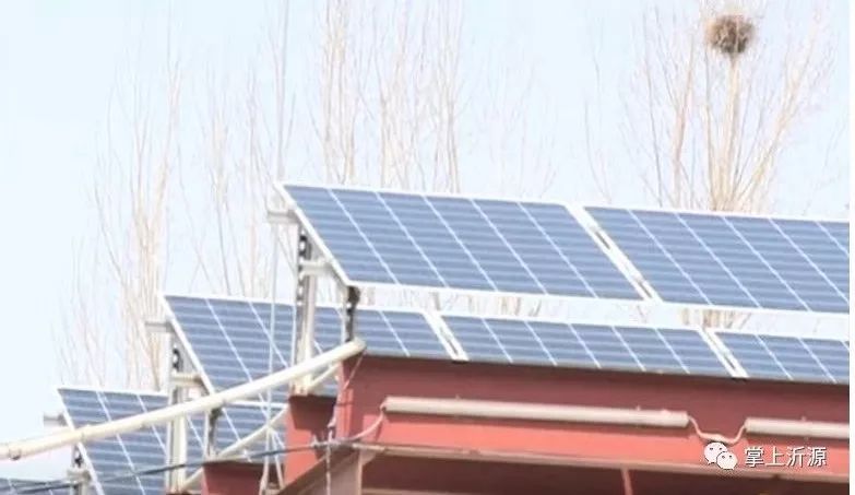 这个村的“阳光绿伞”真不赖,分分钟能赚钱!