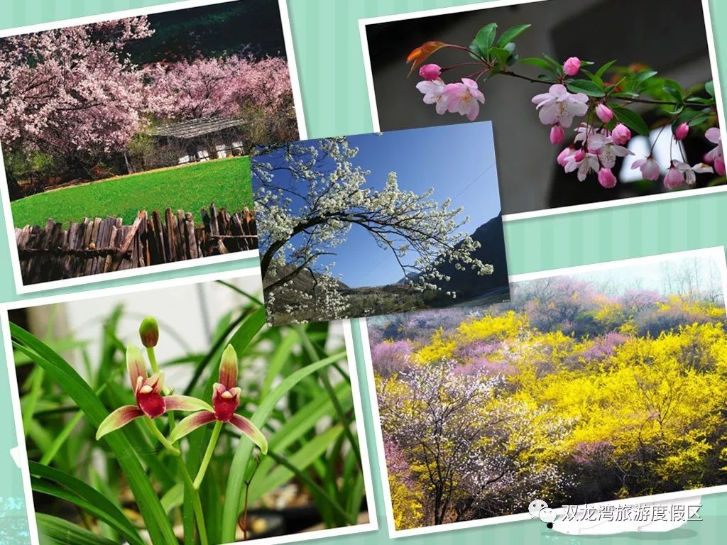 春暖花开醉美齐山,春暖花开醉美花海