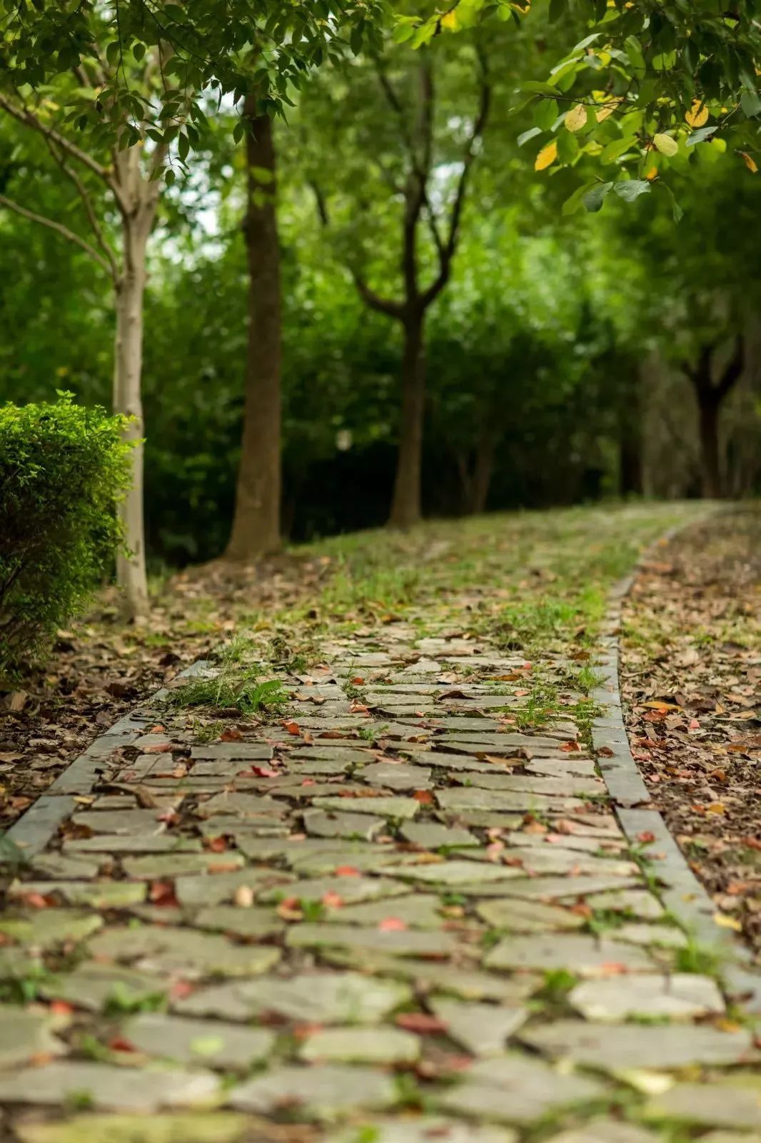 上海黄浦江旁边的公园,黄浦江边上的公园