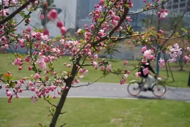 上海黄浦江旁边的公园,黄浦江边上的公园