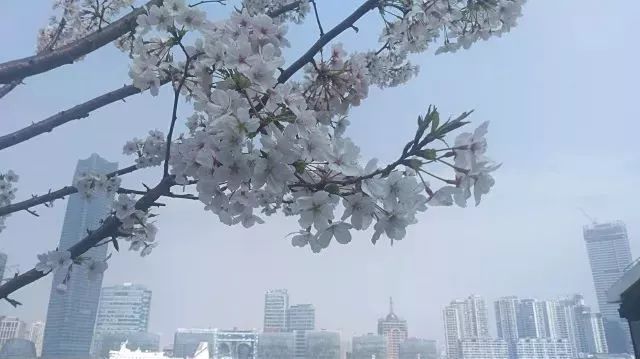 上海黄浦江旁边的公园,黄浦江边上的公园