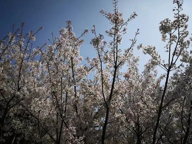 上海黄浦江旁边的公园,黄浦江边上的公园