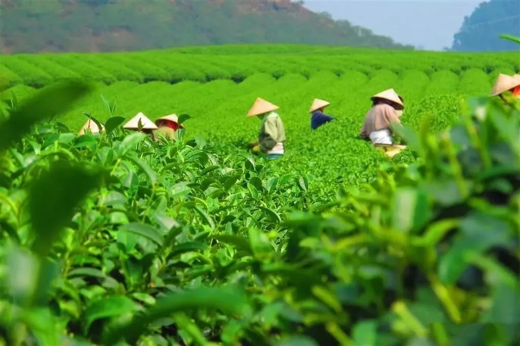 风月无边，茶事正好！这几座茶园里，藏着湖北最美的春天