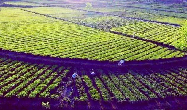 风月无边，茶事正好！这几座茶园里，藏着湖北最美的春天