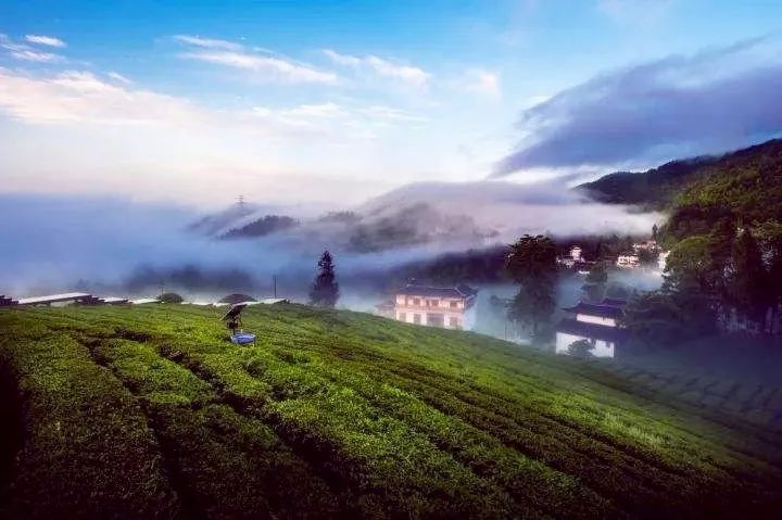 风月无边，茶事正好！这几座茶园里，藏着湖北最美的春天