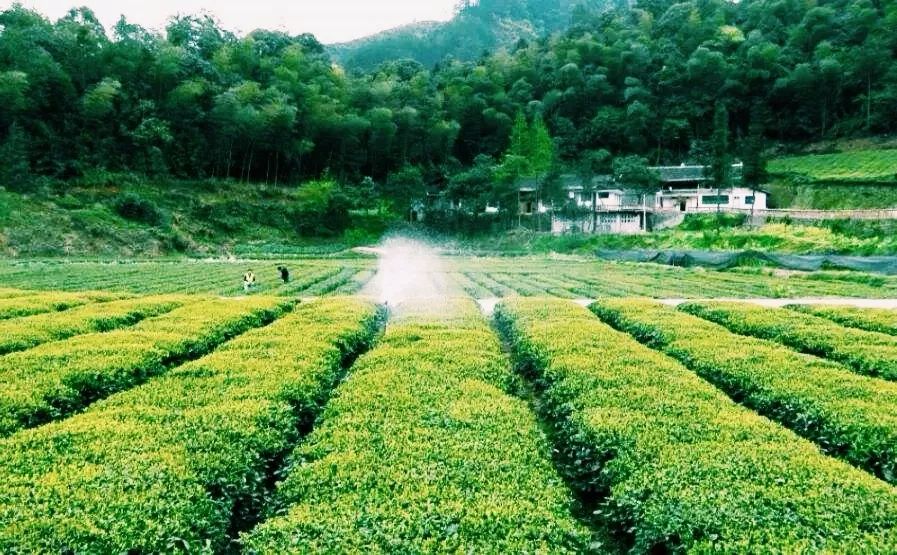 风月无边，茶事正好！这几座茶园里，藏着湖北最美的春天