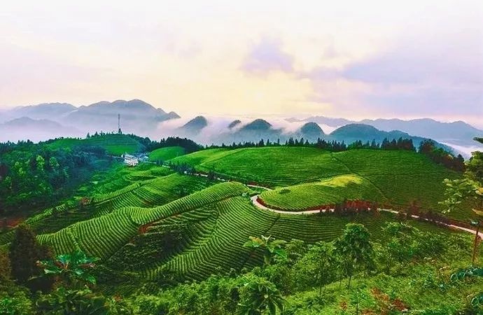 风月无边，茶事正好！这几座茶园里，藏着湖北最美的春天