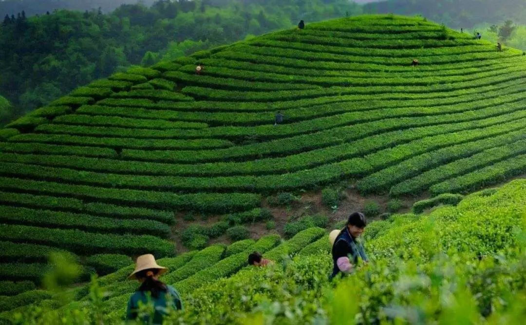 风月无边，茶事正好！这几座茶园里，藏着湖北最美的春天