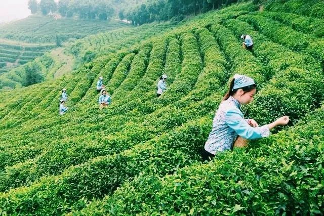 风月无边，茶事正好！这几座茶园里，藏着湖北最美的春天