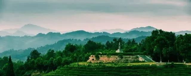 风月无边，茶事正好！这几座茶园里，藏着湖北最美的春天