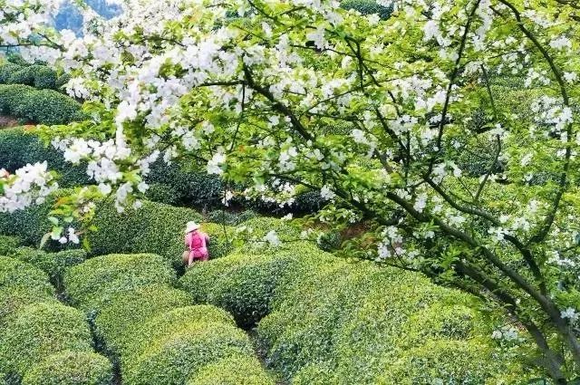 风月无边，茶事正好！这几座茶园里，藏着湖北最美的春天
