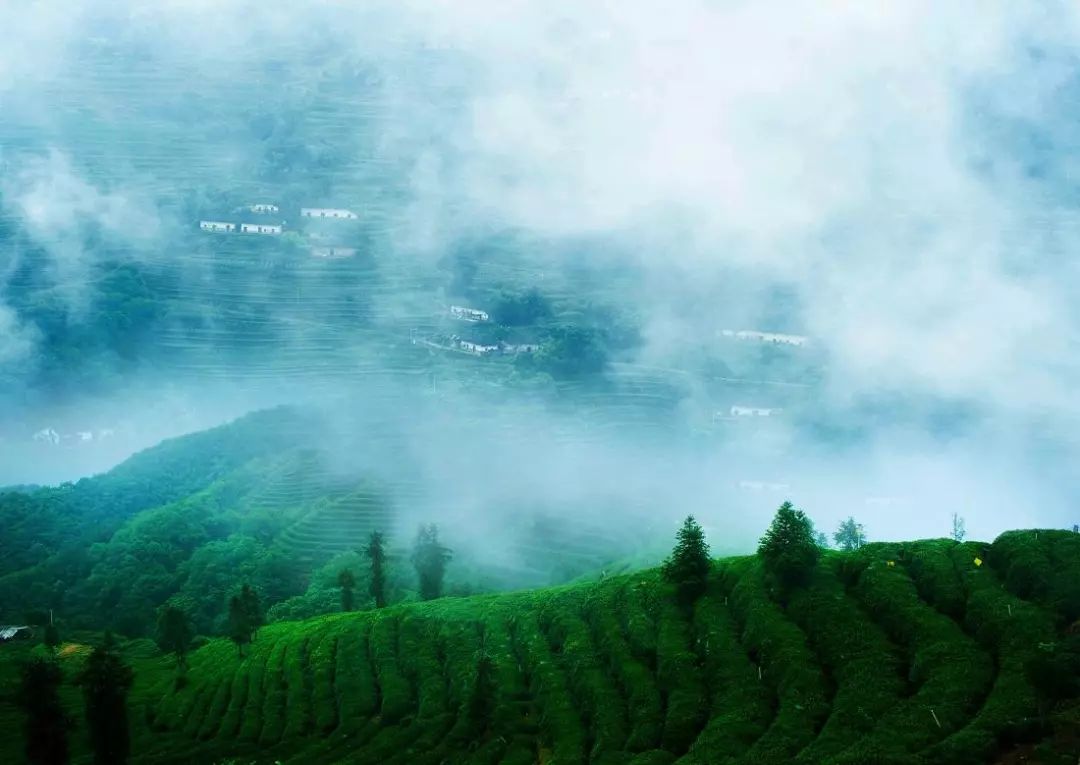 风月无边，茶事正好！这几座茶园里，藏着湖北最美的春天