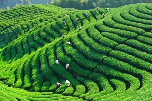 风月无边，茶事正好！这几座茶园里，藏着湖北最美的春天