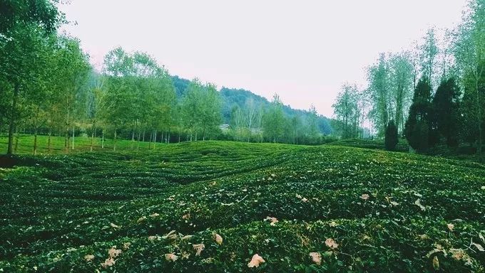 风月无边，茶事正好！这几座茶园里，藏着湖北最美的春天