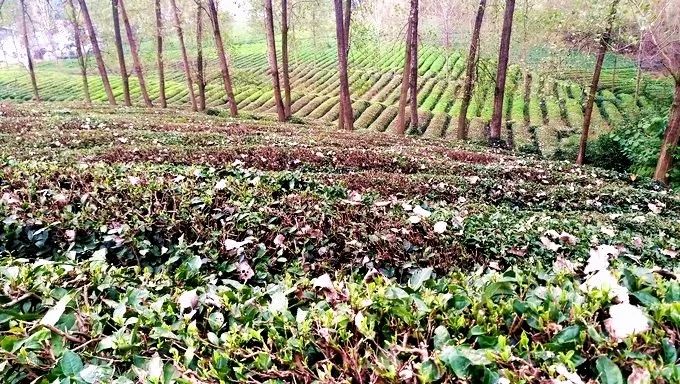 风月无边，茶事正好！这几座茶园里，藏着湖北最美的春天