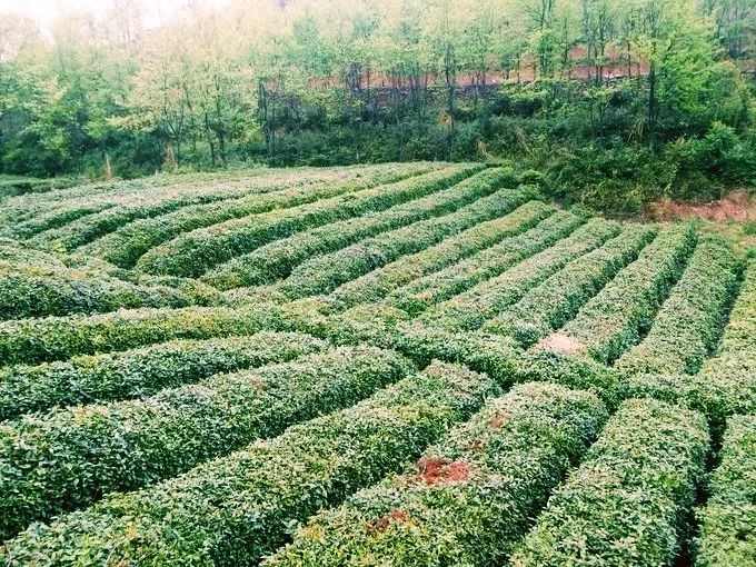 风月无边，茶事正好！这几座茶园里，藏着湖北最美的春天