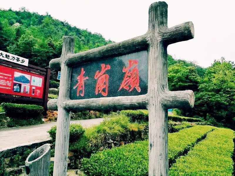 风月无边，茶事正好！这几座茶园里，藏着湖北最美的春天