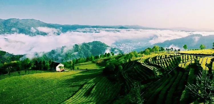 风月无边，茶事正好！这几座茶园里，藏着湖北最美的春天