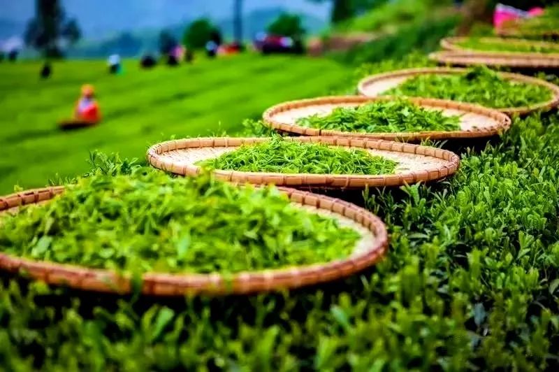 风月无边，茶事正好！这几座茶园里，藏着湖北最美的春天