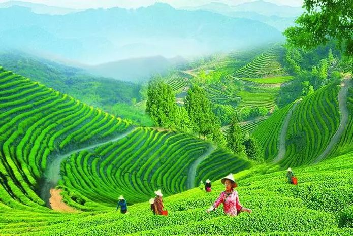 风月无边，茶事正好！这几座茶园里，藏着湖北最美的春天