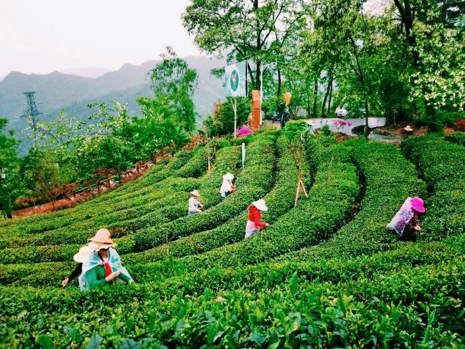 风月无边，茶事正好！这几座茶园里，藏着湖北最美的春天