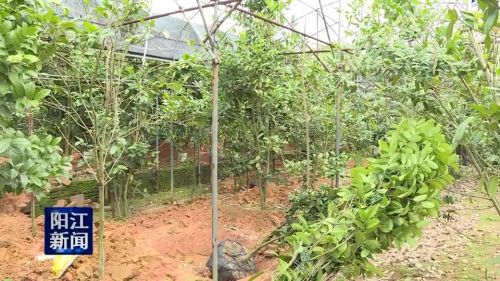 金花茶传统加工方法,广东阳东县北惯镇金花茶