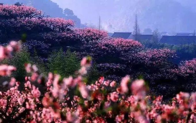奉化第一桃园赏桃花,奉化桃花景点推荐