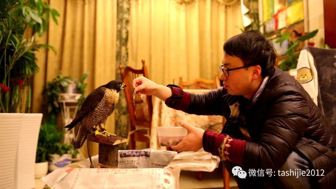 《28天游隼救护日志》