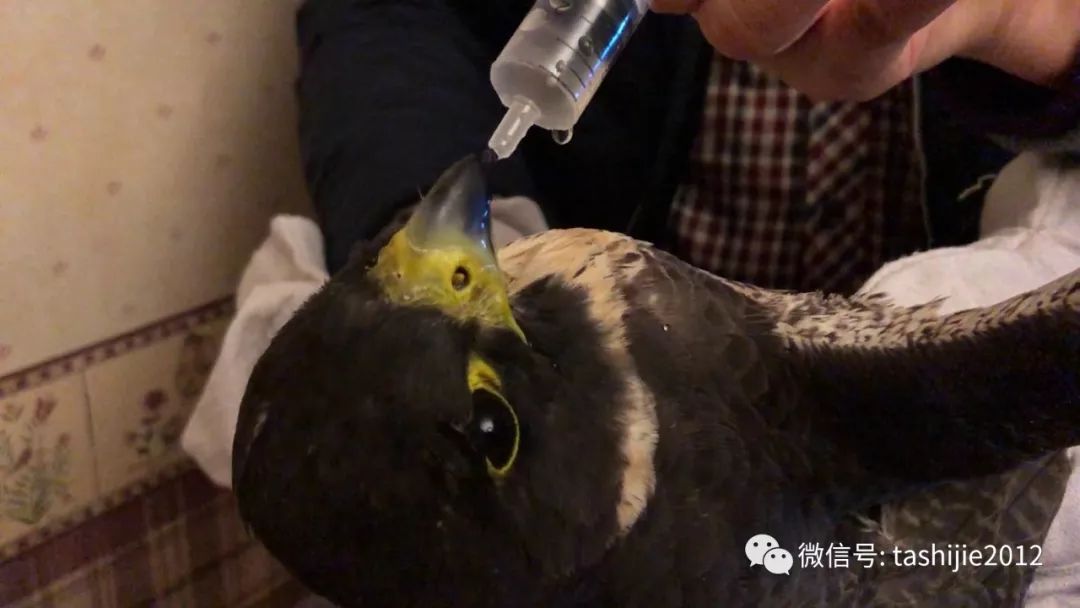 《28天游隼救护日志》