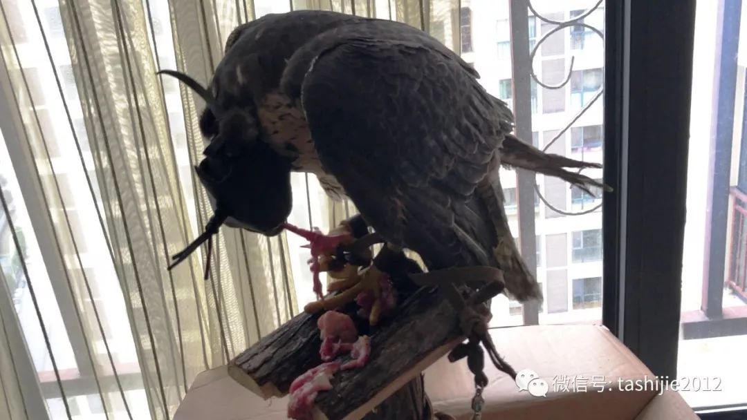 《28天游隼救护日志》