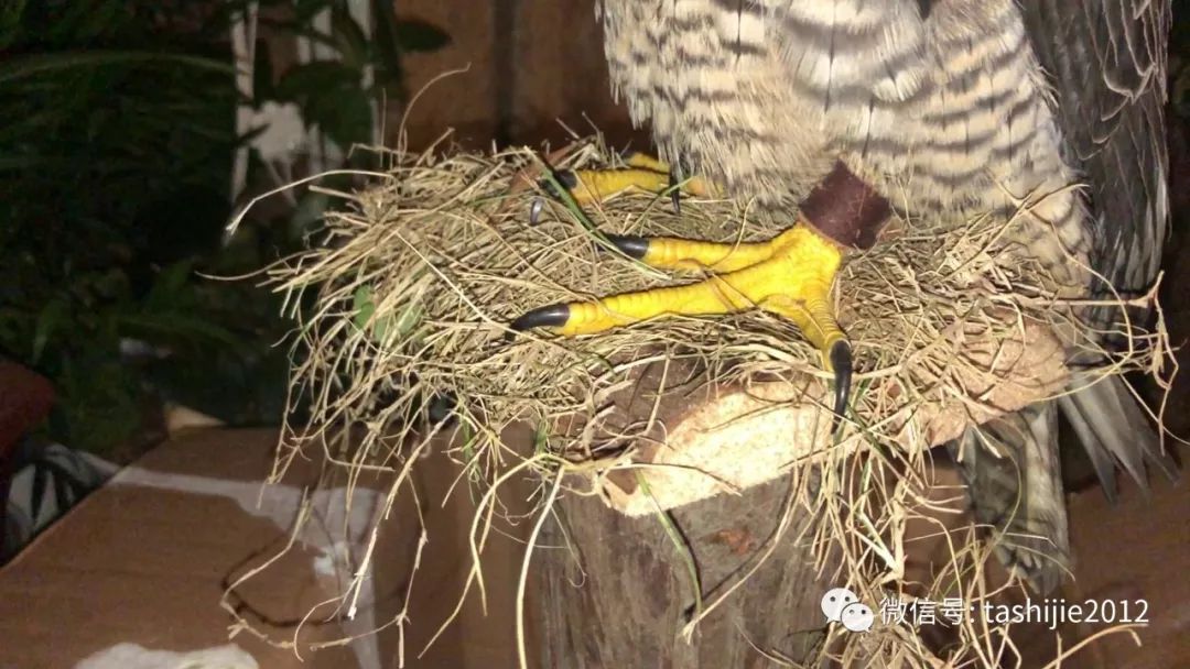 《28天游隼救护日志》