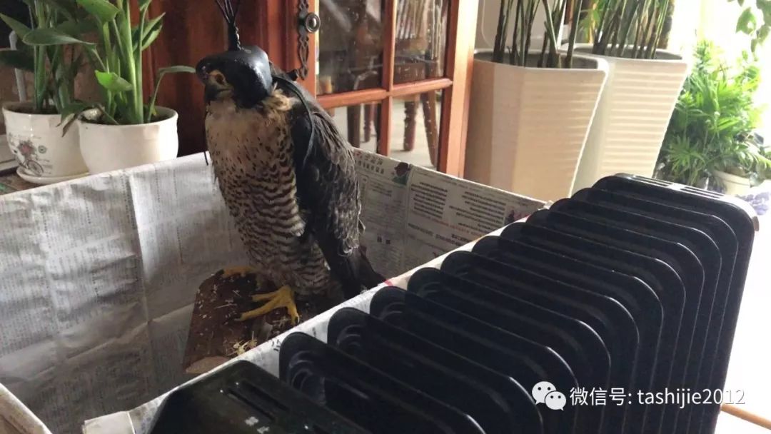 《28天游隼救护日志》