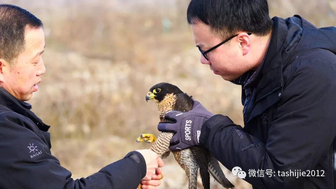 《28天游隼救护日志》