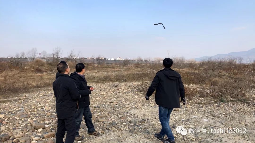 《28天游隼救护日志》