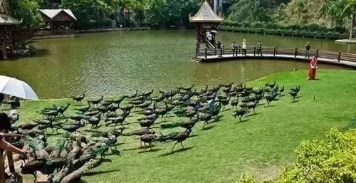 沈阳飞西双版纳直飞几个小时,沈阳直飞西双版纳机票多少钱