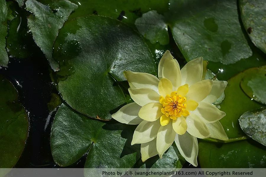 微型睡莲的品种及图片介绍,冬季适合种植的睡莲