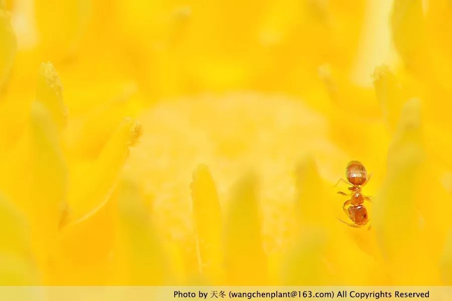 微型睡莲的品种及图片介绍,冬季适合种植的睡莲
