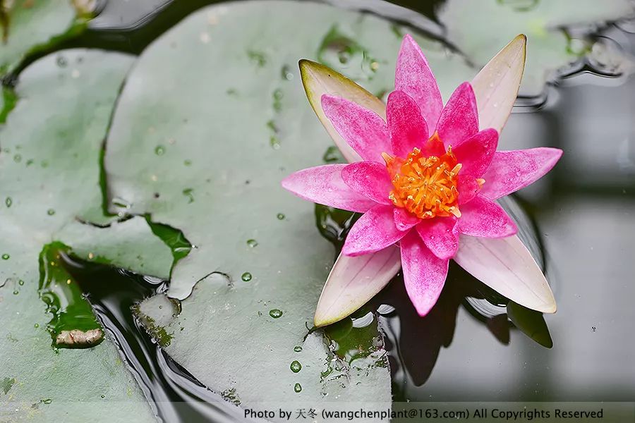 微型睡莲的品种及图片介绍,冬季适合种植的睡莲