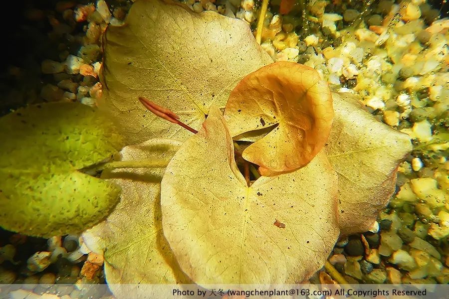 微型睡莲的品种及图片介绍,冬季适合种植的睡莲