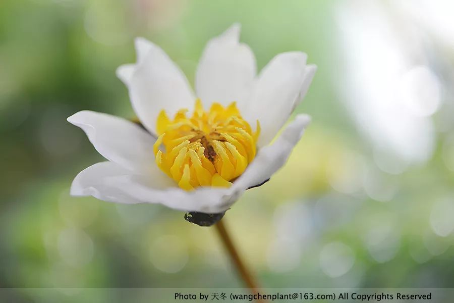 微型睡莲的品种及图片介绍,冬季适合种植的睡莲