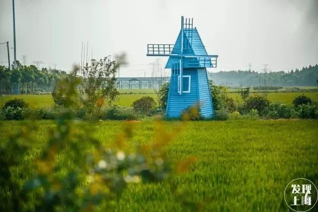 吵翻了!魔都16区终于正面PK!哪个是你心中的C位担当?