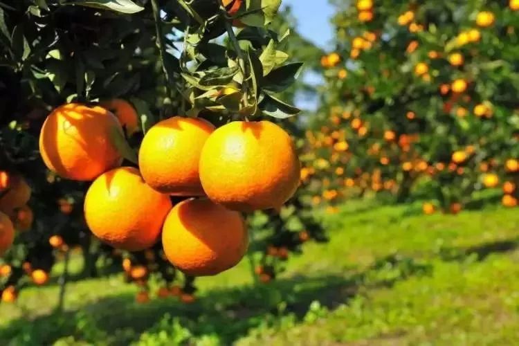 吵翻了!魔都16区终于正面PK!哪个是你心中的C位担当?