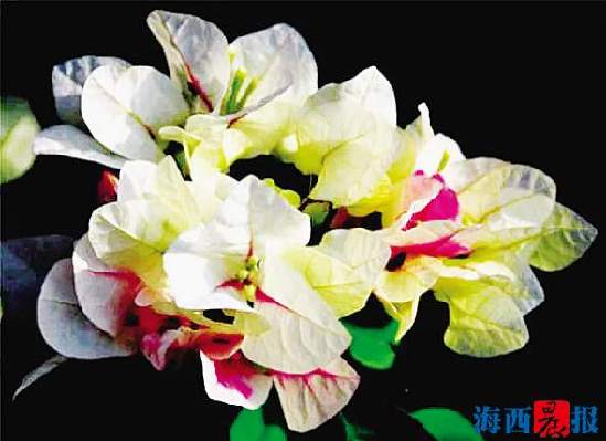 正宗同安红中国红三角梅,同安红三角梅家养